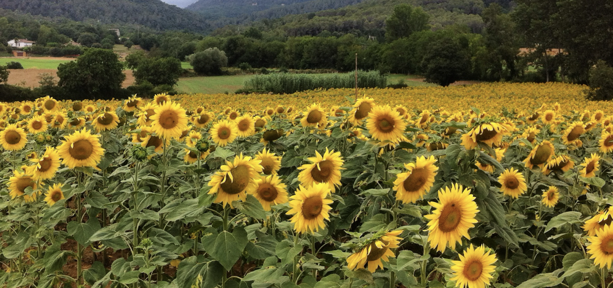 Scherm­afbeelding 2026-01-17 om 21.24.48.png